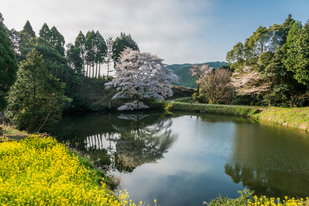 ジラカンス桜-4