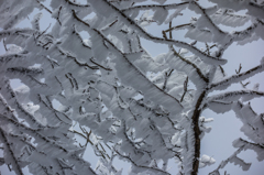 登山道の霧氷-2