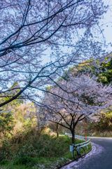 林道の桜