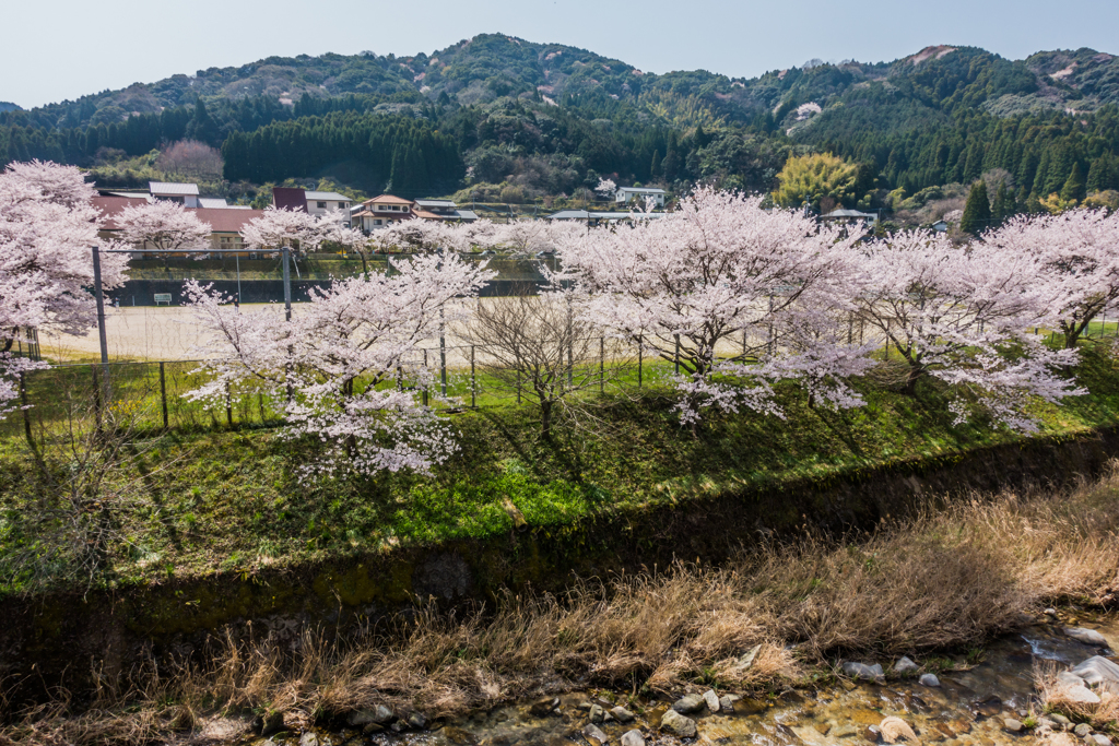 新入生を待つ桜