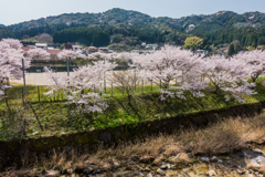 新入生を待つ桜