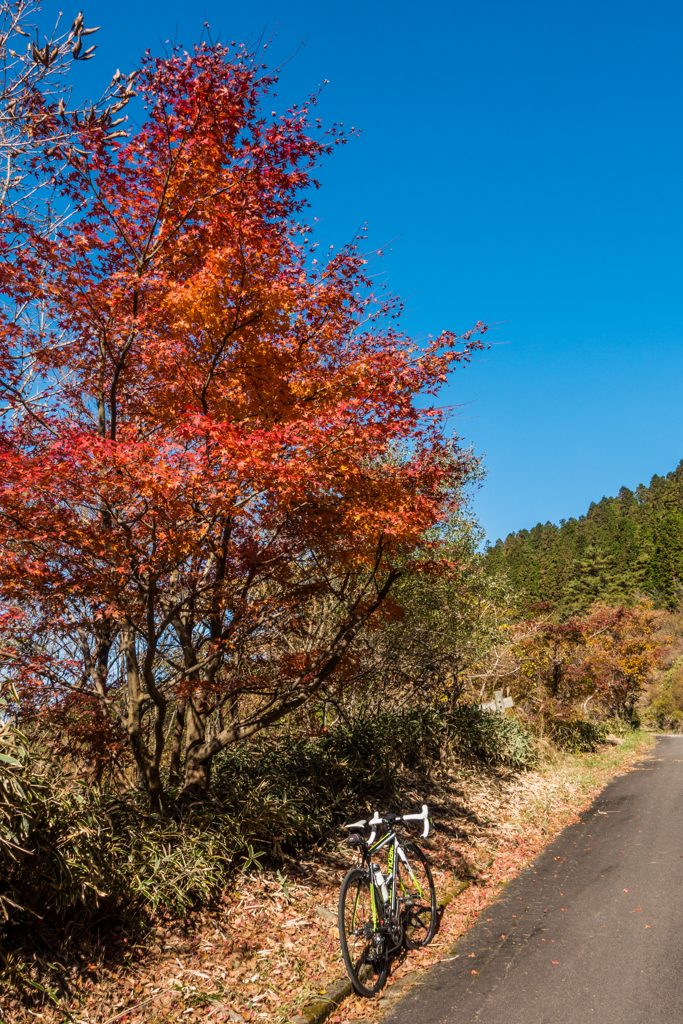 天山の紅葉