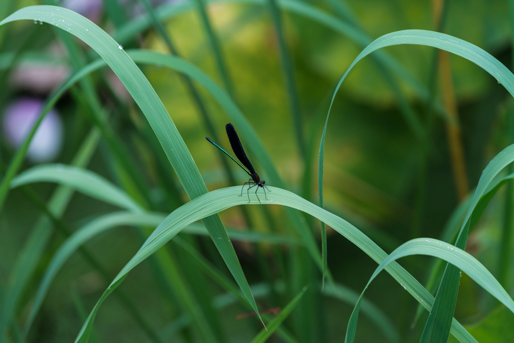 ハグロトンボ-2