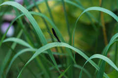 ハグロトンボ-2