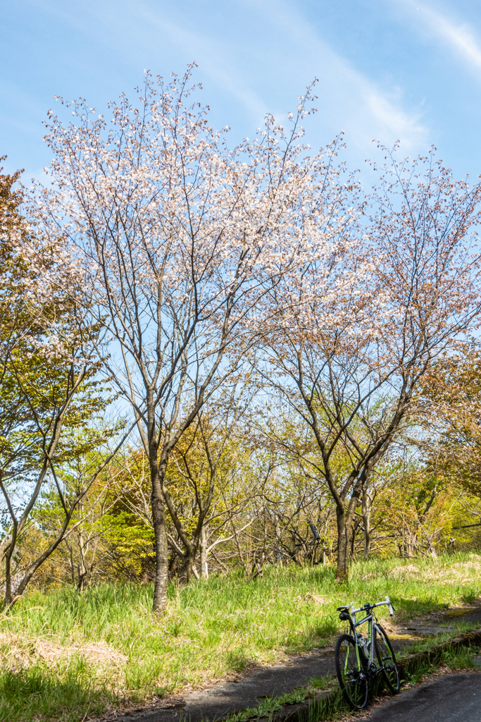 天山のヤマザクラ-3