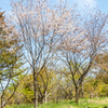 天山のヤマザクラ-3