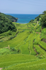 夏の浜野浦-1