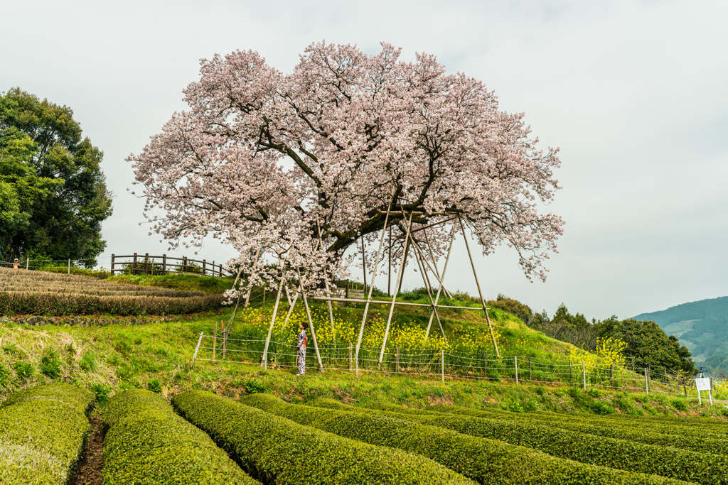 吉田の百年桜-4