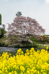 ジラカンス桜-1