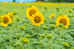 渕のひまわり-7