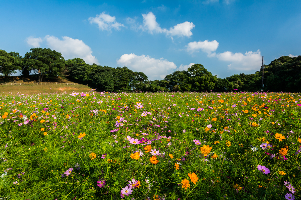 展海峰のコスモス園-3