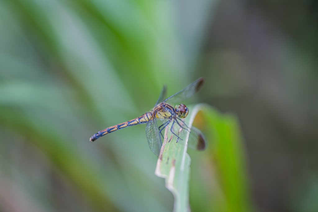 マユタテアカネ♀