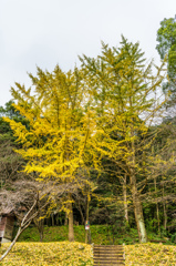 黒髪登山道のイチョウ