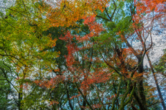 若宮八幡宮の紅葉-2
