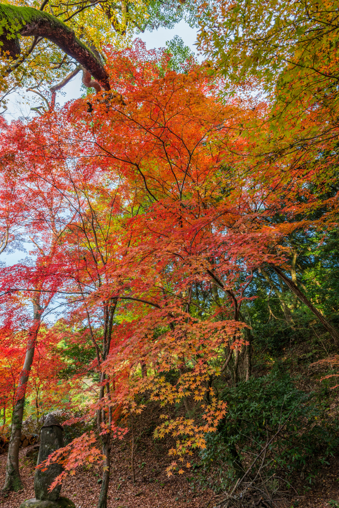 仁比山神社-拝殿裏の紅葉_2014.11.20-3