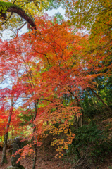 仁比山神社-拝殿裏の紅葉_2014.11.20-3
