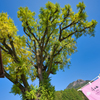 泉山の大公孫樹-2
