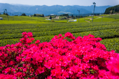 星野村の茶畑-3