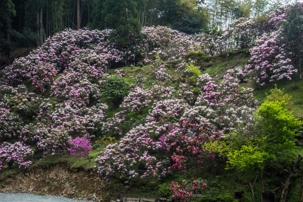 星野村のシャクナゲ-4