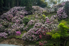星野村のシャクナゲ-4