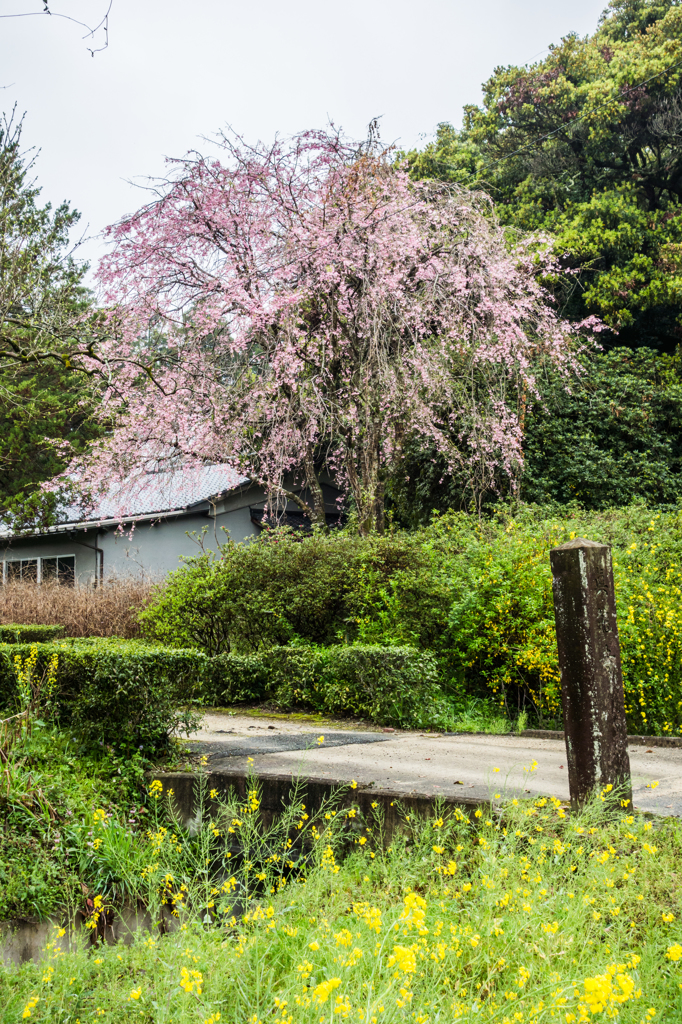 真龍寺のしだれ桜