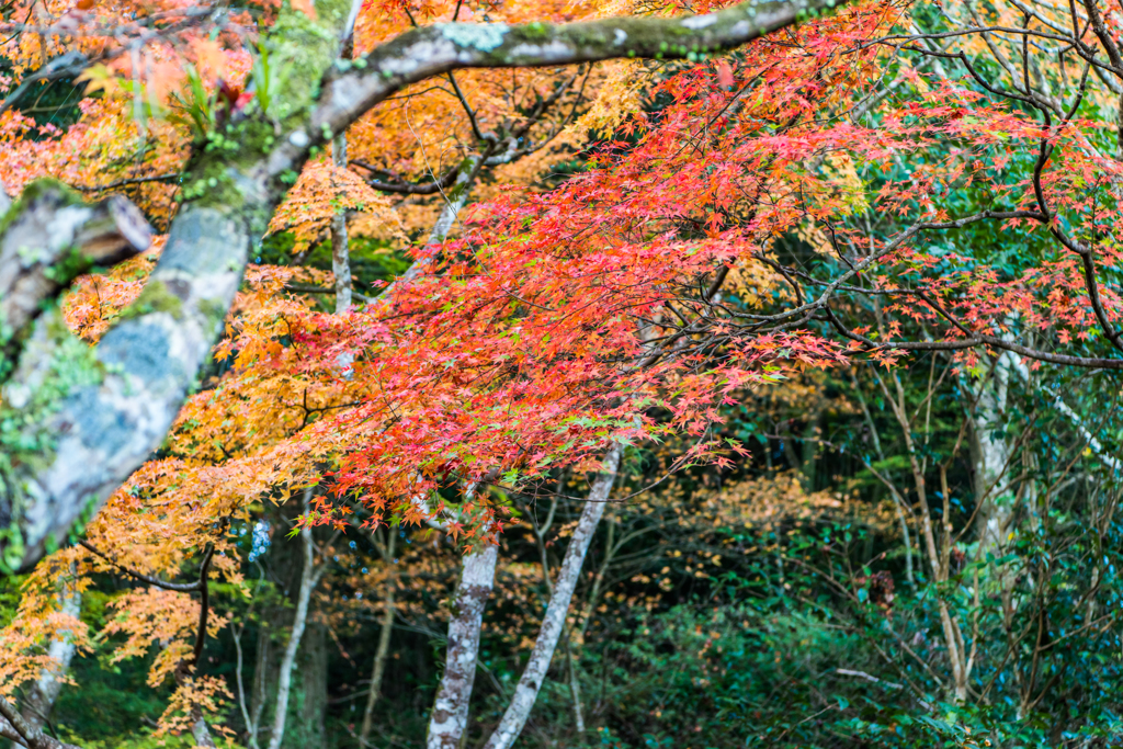 紅葉@西渓公園-2