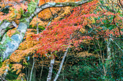 紅葉@西渓公園-2