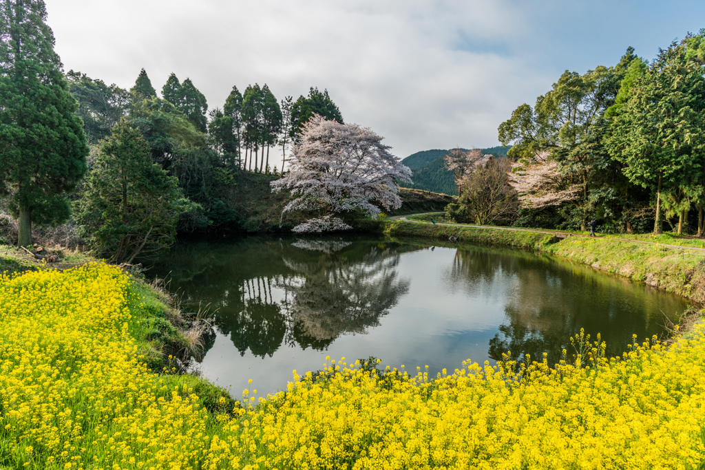 ジラカンス桜-1