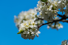 スモモの花-2