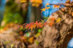 若宮八幡宮の紅葉-8