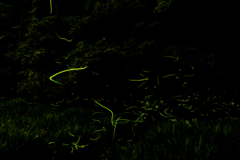 蛍_2015.06.04-2
