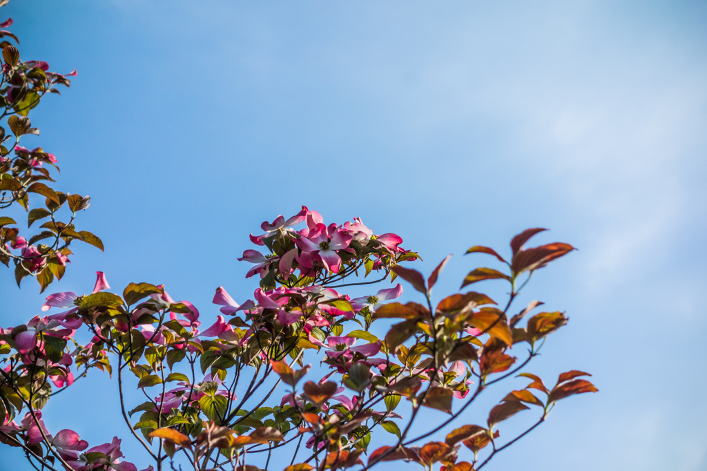 朝日を浴びるハナミズキ