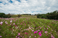 白木峰高原コスモス園-3