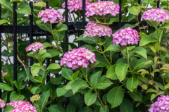 今朝のアジサイ-1