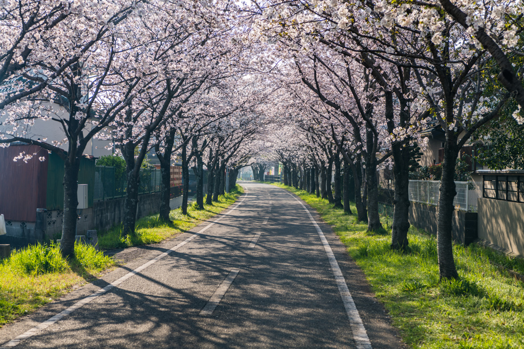 サイクリングロードの桜-1