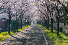 サイクリングロードの桜-1