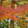 多久若宮八幡宮-4