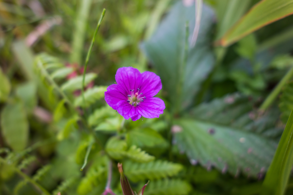 ゲンノショウコ