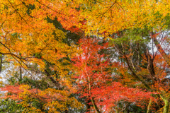 多久若宮八幡宮の紅葉-7