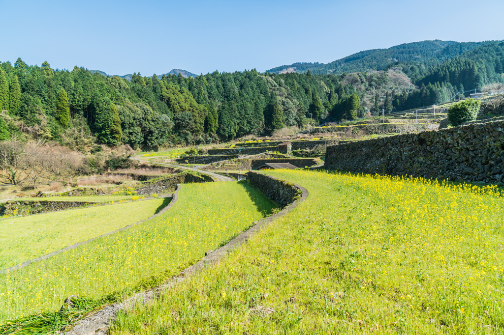 菜の花の蕨野-3