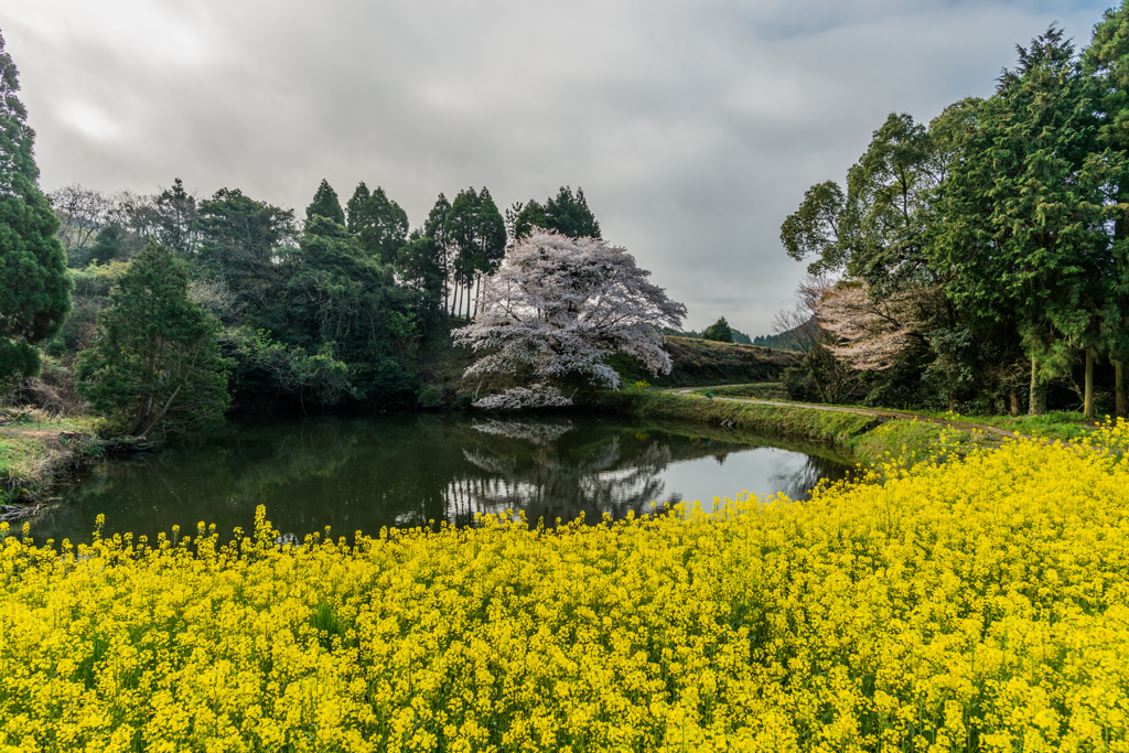 ジラカンス桜-2