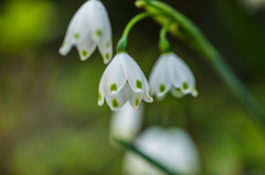 スノーフレーク