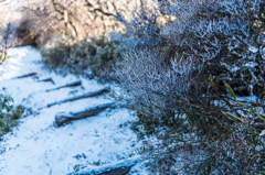 登山道の霧氷