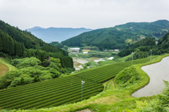 七山の棚田と茶畑