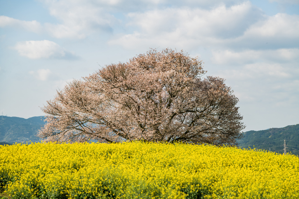 馬場の山桜-4