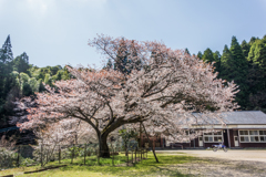 旧久保山分校の山桜-1