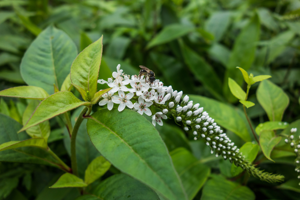 オカトラノオ@天山