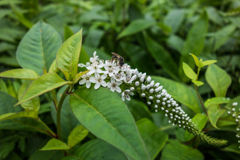 オカトラノオ@天山