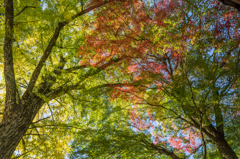 白石神社のモミジ-5
