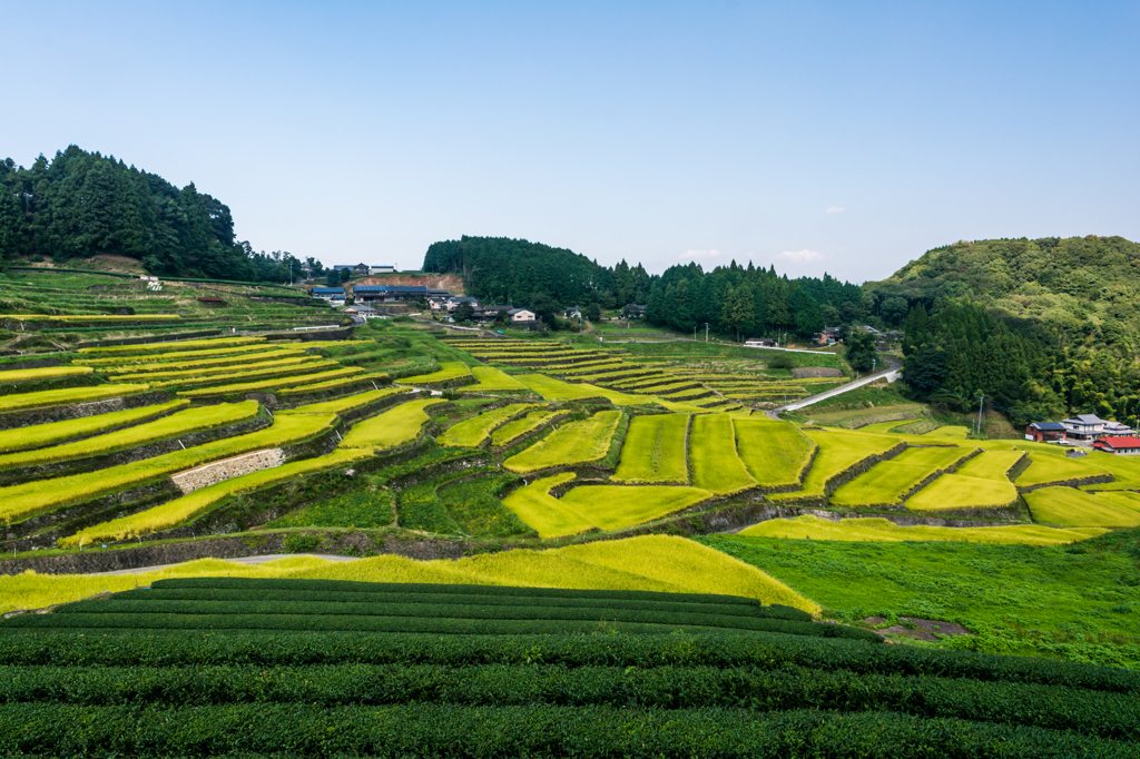 鬼木の棚田-1